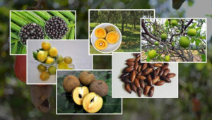 Feira Brasil na Mesa vai oferecer acesso gratuito a uma variedade de frutas nativas pouco conhecidas, degustações, seminários técnicos, vitrines vivas, trilhas do Cerrado, cozinha show, apresentações culturais e feira livre de alimentos. (Divulgação)