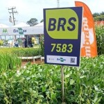A cultivar de soja convencional BRS 579 pertence ao grupo de maturação 7.9 e se destaca pelo alto potencial produtivo e pela tecnologia STS, que amplia as opções de manejo de plantas daninhas em sistemas convencionais. (Foto: André Ferreira)