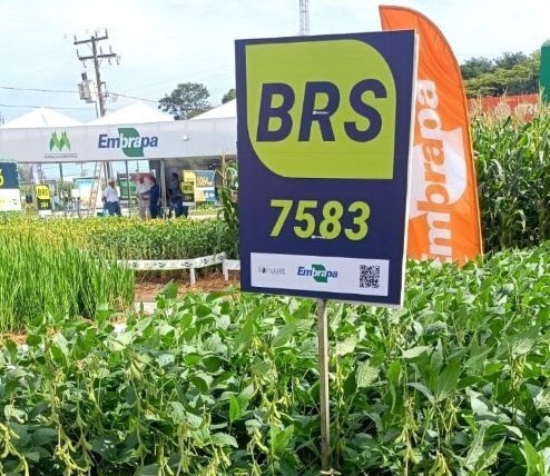 A cultivar de soja convencional BRS 579 pertence ao grupo de maturação 7.9 e se destaca pelo alto potencial produtivo e pela tecnologia STS, que amplia as opções de manejo de plantas daninhas em sistemas convencionais. (Foto: André Ferreira)
