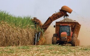 Na primeira quinzena de abril de 2026, a moagem alcançou 19,56 milhões de toneladas, avanço de 19,67% sobre os 16,68 milhões de toneladas processados no mesmo período do ciclo anterior. (Foto: CNA)