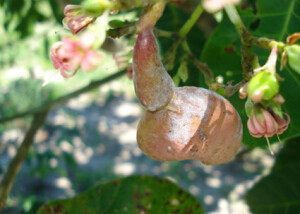 Desenvolvido para celular (Android e iOS) e computador, o aplicativo funciona sem necessidade de conexão com a internet, e permite diagnosticar o oídio, a traça-da-castanha e a broca-das-pontas. (Foto: Marlon Valentim)