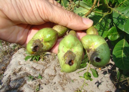Monitora Caju /foto: Antonio_Lindemberg /Traça-da-castanha
