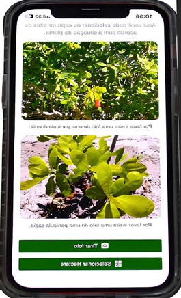 Desenvolvido para celular (Android e iOS) e computador, o aplicativo funciona sem necessidade de conexão com a internet, e permite diagnosticar o oídio, a traça-da-castanha e a broca-das-pontas.