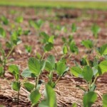 Vitrine tecnológica, feira apresenta soluções completas para o campo, com destaque para inovações em manejo, sementes e biológicos. (Tecnoshow 2026)
