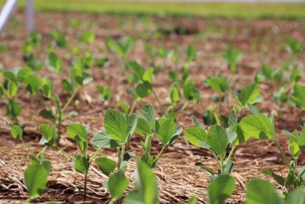 Vitrine tecnológica, feira apresenta soluções completas para o campo, com destaque para inovações em manejo, sementes e biológicos. (Tecnoshow 2026)