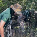 Espécie invasora descoberta em Cubatão está presente em cerca de 300 hectares no litoral paulista e representa o primeiro registro na América do Sul; ação rápida é essencial para evitar danos irreversíveis aos manguezais brasileiros. (Fundação Florestal)