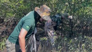 Espécie invasora descoberta em Cubatão está presente em cerca de 300 hectares no litoral paulista e representa o primeiro registro na América do Sul; ação rápida é essencial para evitar danos irreversíveis aos manguezais brasileiros. (Fundação Florestal)