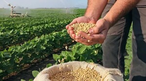 Enquanto o manejo tradicional foca em corrigir a acidez, o agrônomo Leandro Barcelos apresenta uma nova lógica de produtividade baseada na saturação de Magnésio, fator que permitiu à Agro Mallon vencer o CESB em 2025. (Divulgação)