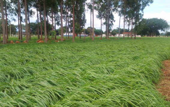 Os resultados evidenciaram o alto desempenho do Tamani, que produziu mais que o dobro de massa seca em relação ao Tifton 85: 4.137 kg/ha contra 1.581 kg/ha, representando um incremento de 160%. (Divulgação)