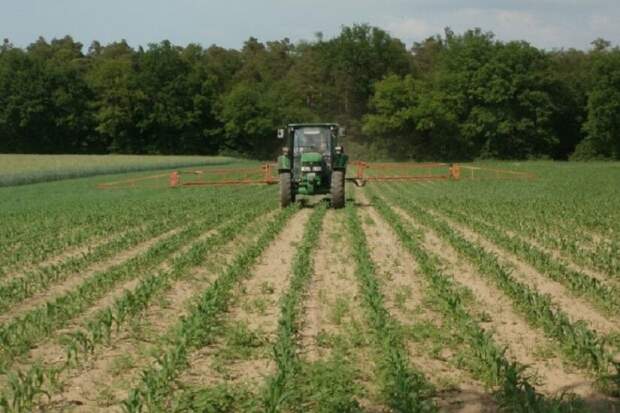 Dependência das chuvas em abril e maio aumenta, enquanto alta do petróleo e da soja contribui para recuperação recente das cotações. (imagem: milho-safrinha / divulgação Ihara)
