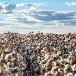 O cerrado baiano, que nos anos 1990 era uma fronteira agrícola ainda em desbravamento, tornou-se uma das regiões mais produtivas e tecnificadas do planeta. Desde a safra 2003/2004, a Bahia ocupa a posição de segundo maior produtor de algodão do Brasil. (Divulgação Abapa)