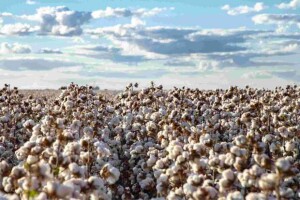 O cerrado baiano, que nos anos 1990 era uma fronteira agrícola ainda em desbravamento, tornou-se uma das regiões mais produtivas e tecnificadas do planeta. Desde a safra 2003/2004, a Bahia ocupa a posição de segundo maior produtor de algodão do Brasil. (Divulgação Abapa)