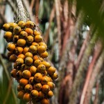 Agropalma e especialistas do setor apontam a relevância de espaços para debater o potencial da cultura dessa oleaginosa no Pará e as projeções para o futuro do setor. (Crédito: Vinícius Braga/Embrapa)