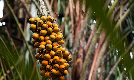 Agropalma e especialistas do setor apontam a relevância de espaços para debater o potencial da cultura dessa oleaginosa no Pará e as projeções para o futuro do setor. (Crédito: Vinícius Braga/Embrapa)