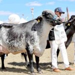 O processo seletivo é destinado a estudantes dos cursos de Medicina Veterinária, Zootecnia e Agronomia. Inscrições seguem até o dia 25 de maio de 2026 e devem ser realizadas exclusivamente pelo e-mail expomontesestagio@gmail.com. (Foto: Divulgação)