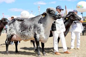O processo seletivo é destinado a estudantes dos cursos de Medicina Veterinária, Zootecnia e Agronomia. Inscrições seguem até o dia 25 de maio de 2026 e devem ser realizadas exclusivamente pelo e-mail expomontesestagio@gmail.com. (Foto: Divulgação)