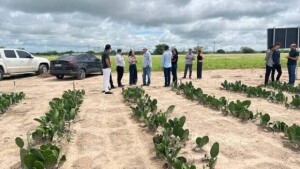 A comitiva realizou visita à área experimental, parte do cultivo, com 1,5 hectare, que está em fase de crescimento, com pouco mais de três meses após o plantio. Foto: Agnelo Câmara Campina Grande (PB)