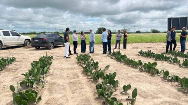 A comitiva realizou visita à área experimental, parte do cultivo, com 1,5 hectare, que está em fase de crescimento, com pouco mais de três meses após o plantio. Foto: Agnelo Câmara Campina Grande (PB)