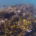 Banco aprovou R$ 6,6 milhões em recursos não reembolsáveis para o Coral Vivo Regenera. Iniciativa prevê restauração de corais, monitoramento de branqueamento, turismo sustentável, educação ambiental e apoio às comunidades. (Foto: Fernando Frazão/Agência Brasil)