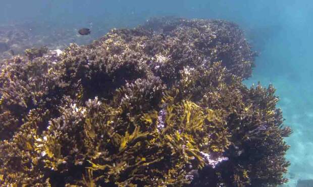 Banco aprovou R$ 6,6 milhões em recursos não reembolsáveis para o Coral Vivo Regenera. Iniciativa prevê restauração de corais, monitoramento de branqueamento, turismo sustentável, educação ambiental e apoio às comunidades. (Foto: Fernando Frazão/Agência Brasil)