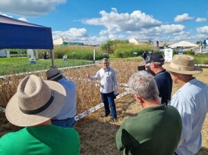 Novos materiais de soja e maracujá apresentados na AgroBrasília 2026 oferecem alternativas com alta produtividade, resistência a doenças e oportunidades em mercados diferenciados. (Divulgação)