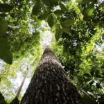 Esse território, que corresponde a cerca de 66 vezes o tamanho do município de São Paulo ou ainda maior que Portugal, abrange tanto florestas nativas quanto plantadas e consolida um novo paradigma. (Crédito: Marcelo Camargo-Agência Brasil)
