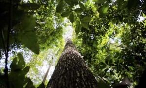 Esse território, que corresponde a cerca de 66 vezes o tamanho do município de São Paulo ou ainda maior que Portugal, abrange tanto florestas nativas quanto plantadas e consolida um novo paradigma. (Crédito: Marcelo Camargo-Agência Brasil)