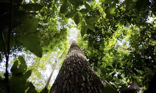Esse território, que corresponde a cerca de 66 vezes o tamanho do município de São Paulo ou ainda maior que Portugal, abrange tanto florestas nativas quanto plantadas e consolida um novo paradigma. (Crédito: Marcelo Camargo-Agência Brasil)