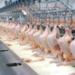 Volume embarcado em maio é o maior já registrado para o mês; desempenho ocorre mesmo diante dos desafios enfrentados no Estreito de Ormuz. (Agência Notícias-Paraná)