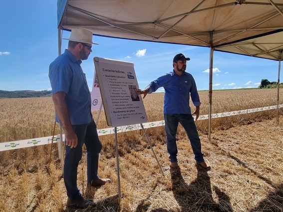 Os pesquisadores Ângelo Sussel (Embrapa Cerrados) e Jorge Chagas (Embrapa Trigo) apresentaram características da cultivar e recomendações de manejo. (Foto: Breno Lobato)