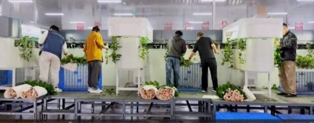 O segmento HF serão destaque na exposição que espera receber em Holambra 32 mil produtores e profissionais de agrobusiness. (Foto: Focusight Technology Co).