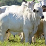 Pela primeira vez, agropecuaristas de Jacaraci e região terão participação ampliada nos leilões, abrindo espaço para a comercialização de seus animais dentro da programação oficial da feira. (Divulgação)