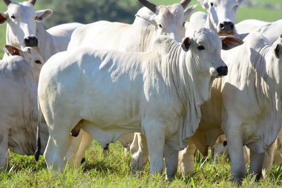 Pela primeira vez, agropecuaristas de Jacaraci e região terão participação ampliada nos leilões, abrindo espaço para a comercialização de seus animais dentro da programação oficial da feira. (Divulgação)