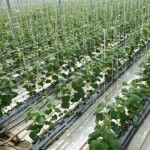 Compostas por água e fertilizantes balanceados, as soluções nutritivas fornecem macronutrientes e micronutrientes essenciais para atender às exigências de cada cultura. (Relacionada / Reprodução Internet)