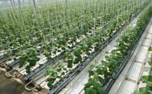 Compostas por água e fertilizantes balanceados, as soluções nutritivas fornecem macronutrientes e micronutrientes essenciais para atender às exigências de cada cultura. (Relacionada / Reprodução Internet)
