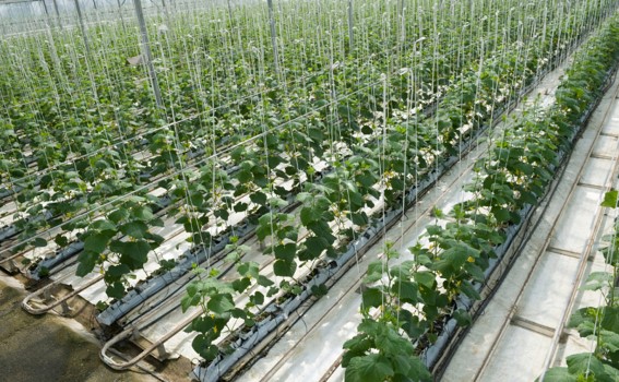 Compostas por água e fertilizantes balanceados, as soluções nutritivas fornecem macronutrientes e micronutrientes essenciais para atender às exigências de cada cultura. (Relacionada / Reprodução Internet)
