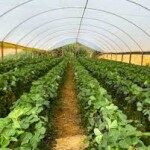 irrigação hortifruti