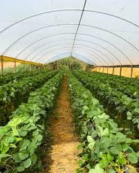 irrigação hortifruti