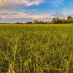 Com previsão de excesso de chuvas no Sul e seca no Centro-Norte, produtores devem redobrar a atenção contra o avanço da brusone nas lavouras. (FreePik).