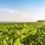 Com a área de Plant Nutrition and Health, empresa reforça importância de oferecer soluções voltada à produtividade, à sustentabilidade e à adaptação das culturas aos desafios do campo.