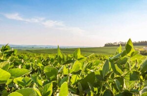Com a área de Plant Nutrition and Health, empresa reforça importância de oferecer soluções voltada à produtividade, à sustentabilidade e à adaptação das culturas aos desafios do campo.