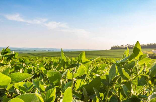 Com a área de Plant Nutrition and Health, empresa reforça importância de oferecer soluções voltada à produtividade, à sustentabilidade e à adaptação das culturas aos desafios do campo.