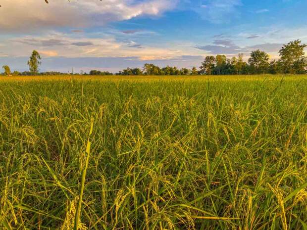 Com previsão de excesso de chuvas no Sul e seca no Centro-Norte, produtores devem redobrar a atenção contra o avanço da brusone nas lavouras. (FreePik).