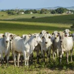 As particularidades do Brasil, Argentina e Paraguai reforçam a necessidade de tecnologias compatíveis com diferentes realidades de manejo e produtividade. (FreePik)