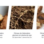 Pressão de nematoides
