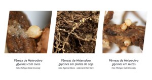 Pressão de nematoides