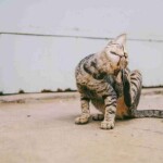 No mês de conscientização sobre zoonoses, especialista reforça que a prevenção em animais de estimação é peça-chave para a Saúde Única, já que mais de 60% das doenças infecciosas humanas têm origem animal. (foto:  banco de imagens/ divulgação)