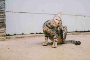 No mês de conscientização sobre zoonoses, especialista reforça que a prevenção em animais de estimação é peça-chave para a Saúde Única, já que mais de 60% das doenças infecciosas humanas têm origem animal. (foto:  banco de imagens/ divulgação)