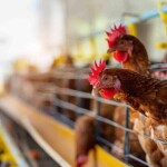 O avanço do diagnóstico molecular amplia a capacidade de detectar doenças precocemente, fortalece a biossegurança e reduz riscos para a produção animal. (sanidade viária – divulgação)