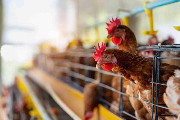 O avanço do diagnóstico molecular amplia a capacidade de detectar doenças precocemente, fortalece a biossegurança e reduz riscos para a produção animal. (sanidade viária – divulgação)